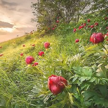 Схема вышивки «№2128898»