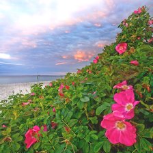 Схема вышивки «№2128900»