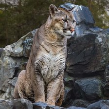 Схема вышивки «пума»
