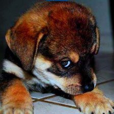 Схема вышивки «хвостик»