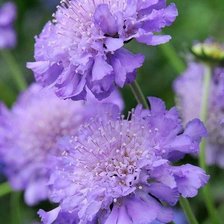 Схема вышивки «Полевые цветы»