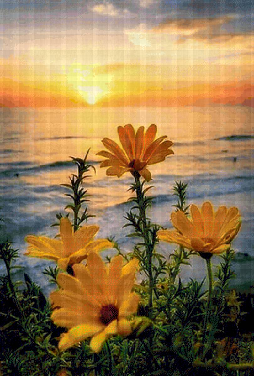 У самого синего моря - цветы, природа, закат, море - предпросмотр