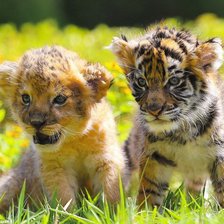 Схема вышивки «Львенок и тигренок»