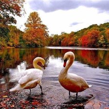 Схема вышивки «лебеди»