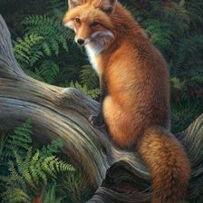 Схема вышивки «дикие»