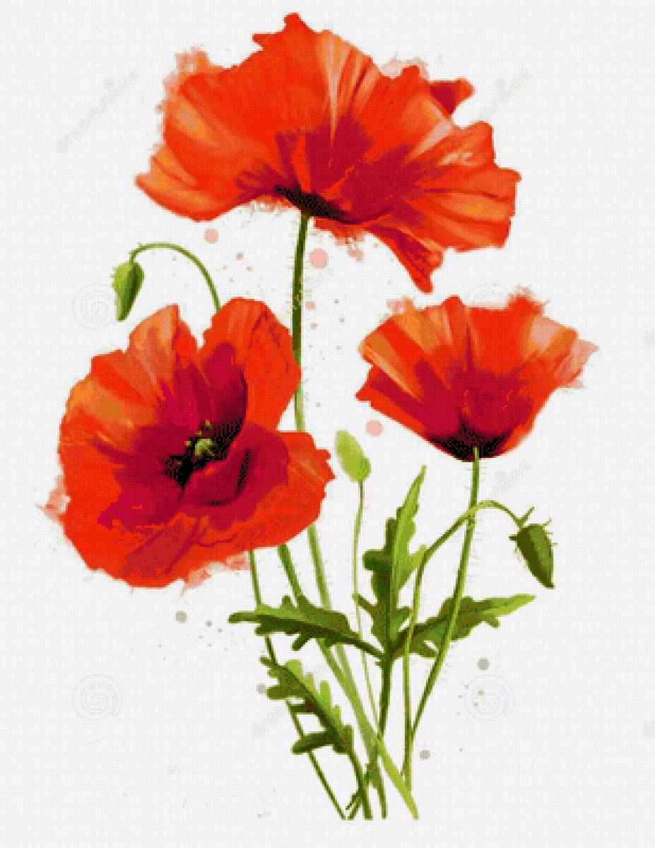 Букет маков - маки, букет - предпросмотр