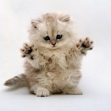 Схема вышивки «милый котенок»