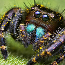 Схема вышивки «паучок»