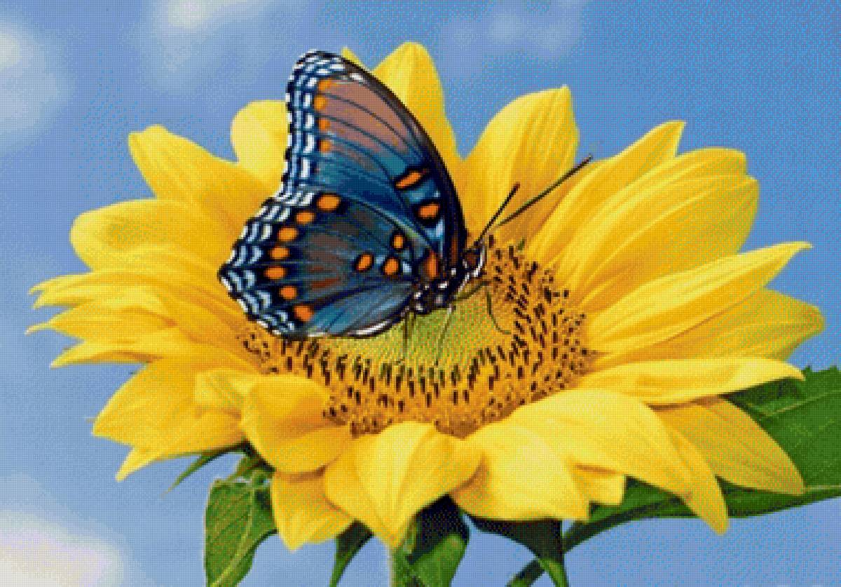 Подсолнух - предпросмотр