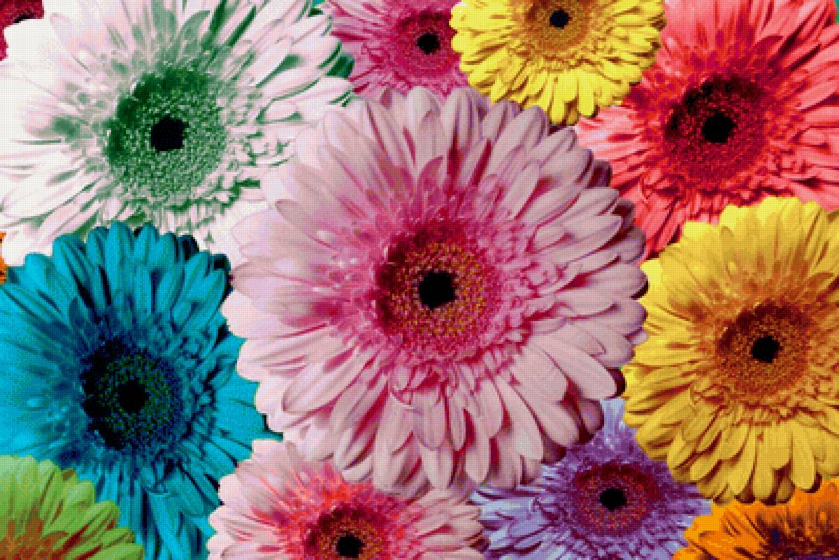 Герберы - предпросмотр