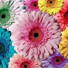 Схема вышивки «Герберы»