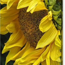 Схема вышивки «Подсолнух»