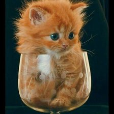 Схема вышивки «kitten»