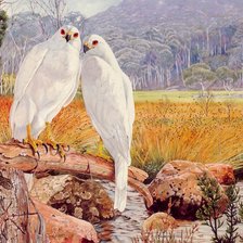 Схема вышивки «Птицы»