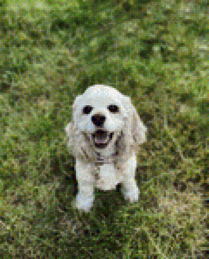 Little_jolly - dog - предпросмотр