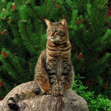 Схема вышивки «№2132173»