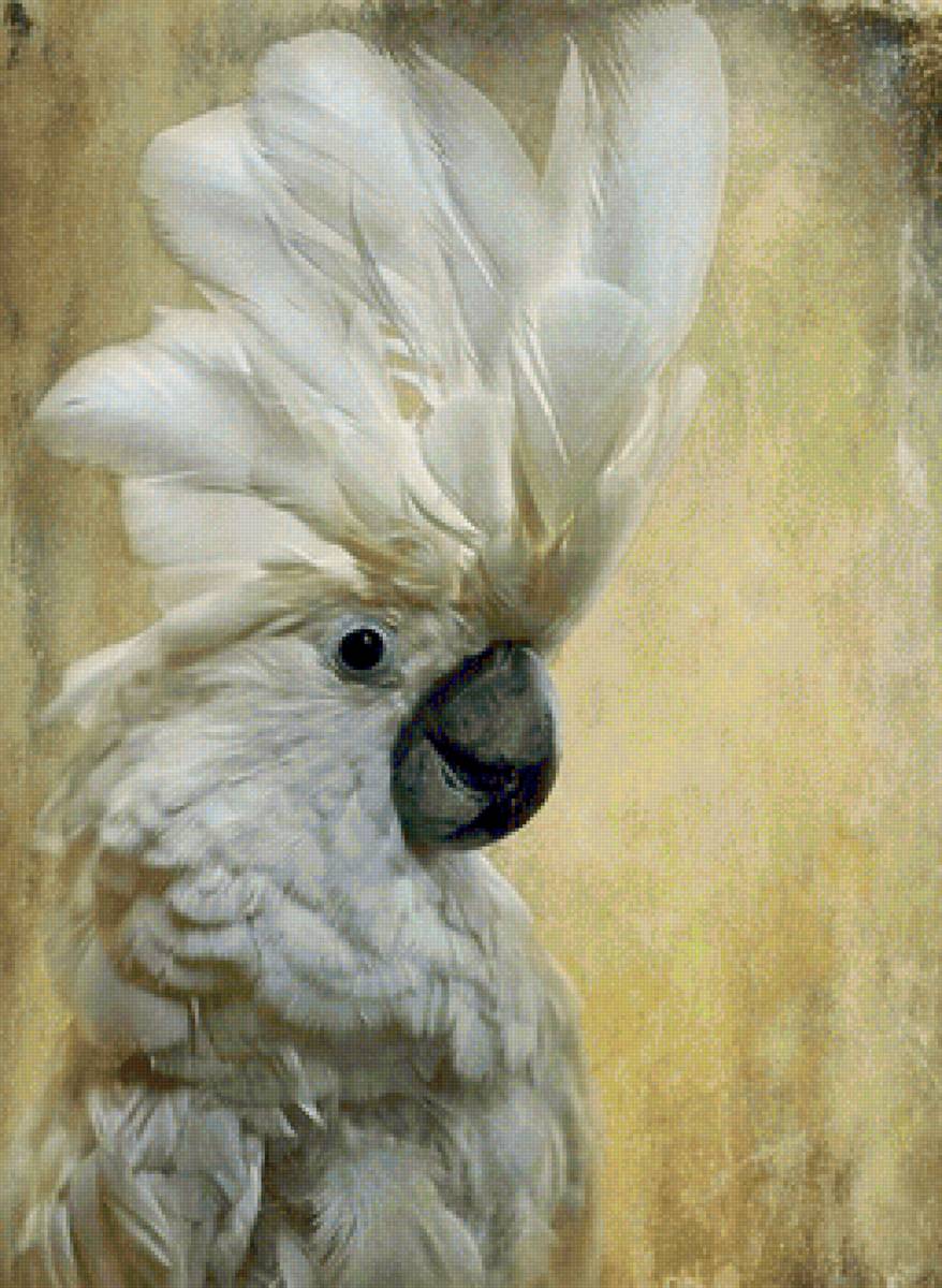 Попугай - птицы, попугай - предпросмотр