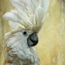 Схема вышивки «Попугай»