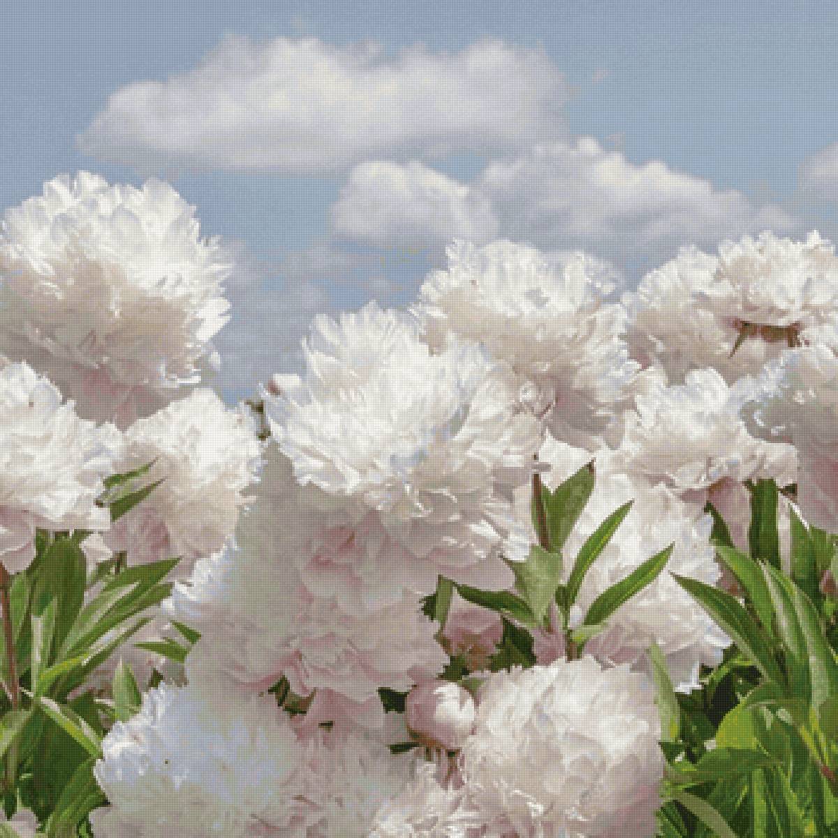 цветы - предпросмотр