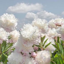 Схема вышивки «цветы»