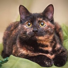 Схема вышивки «британский кот»