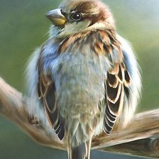 Схема вышивки «Воробей»