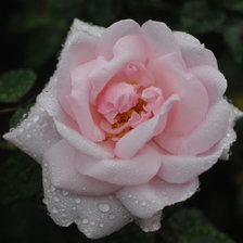 Схема вышивки «rosa rosa»