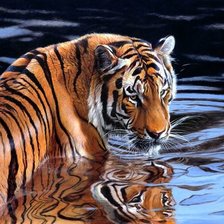 Схема вышивки «дикие»