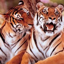 Схема вышивки «дикие»