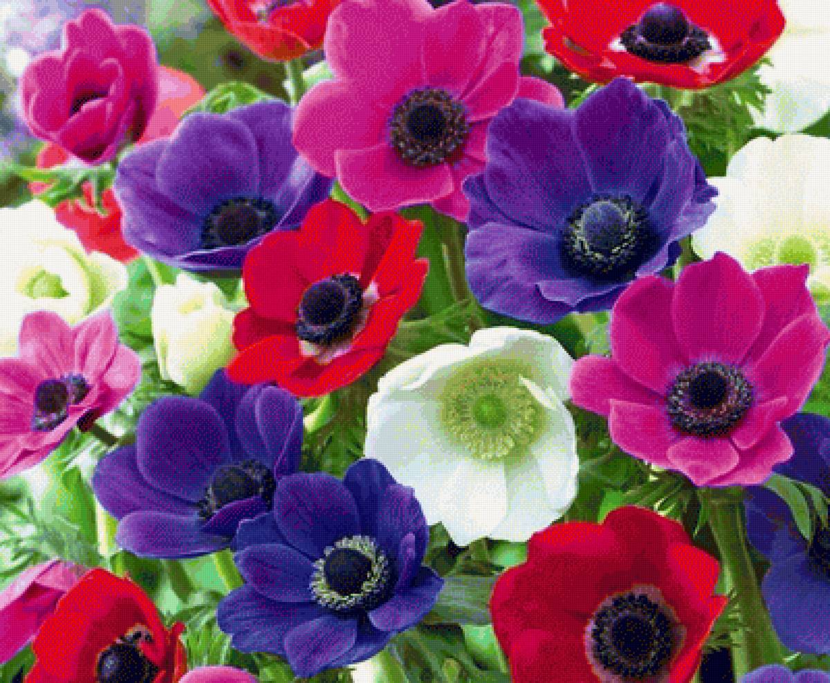 Анемоны - цветы, анемоны - предпросмотр