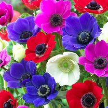 Схема вышивки «Анемоны»