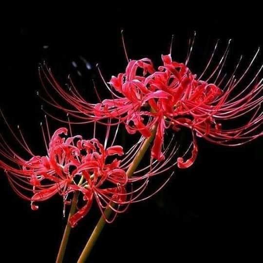 Bỉ ngạn hoa - hoa - оригинал