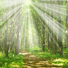 Схема вышивки «Сонячне світло»