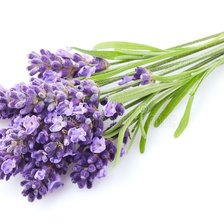 Схема вышивки «Лаванда»