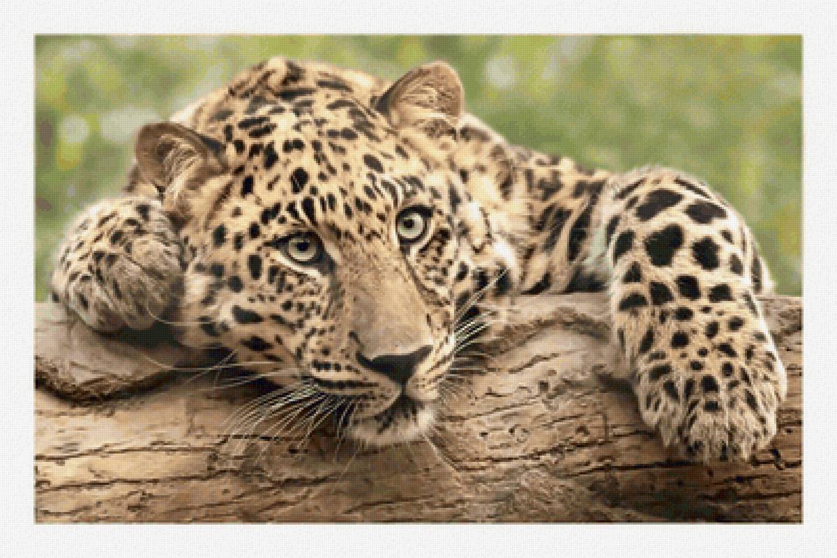 №2134212 - животные, хищники - предпросмотр