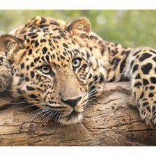 Схема вышивки «№2134212»