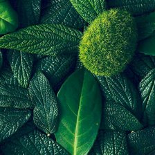 Схема вышивки «Green»