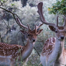 Схема вышивки «Олени в лесу»