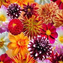 Схема вышивки «Георгины»