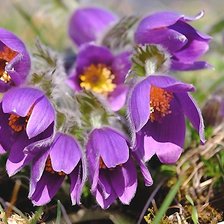 Схема вышивки «Сон-трава»