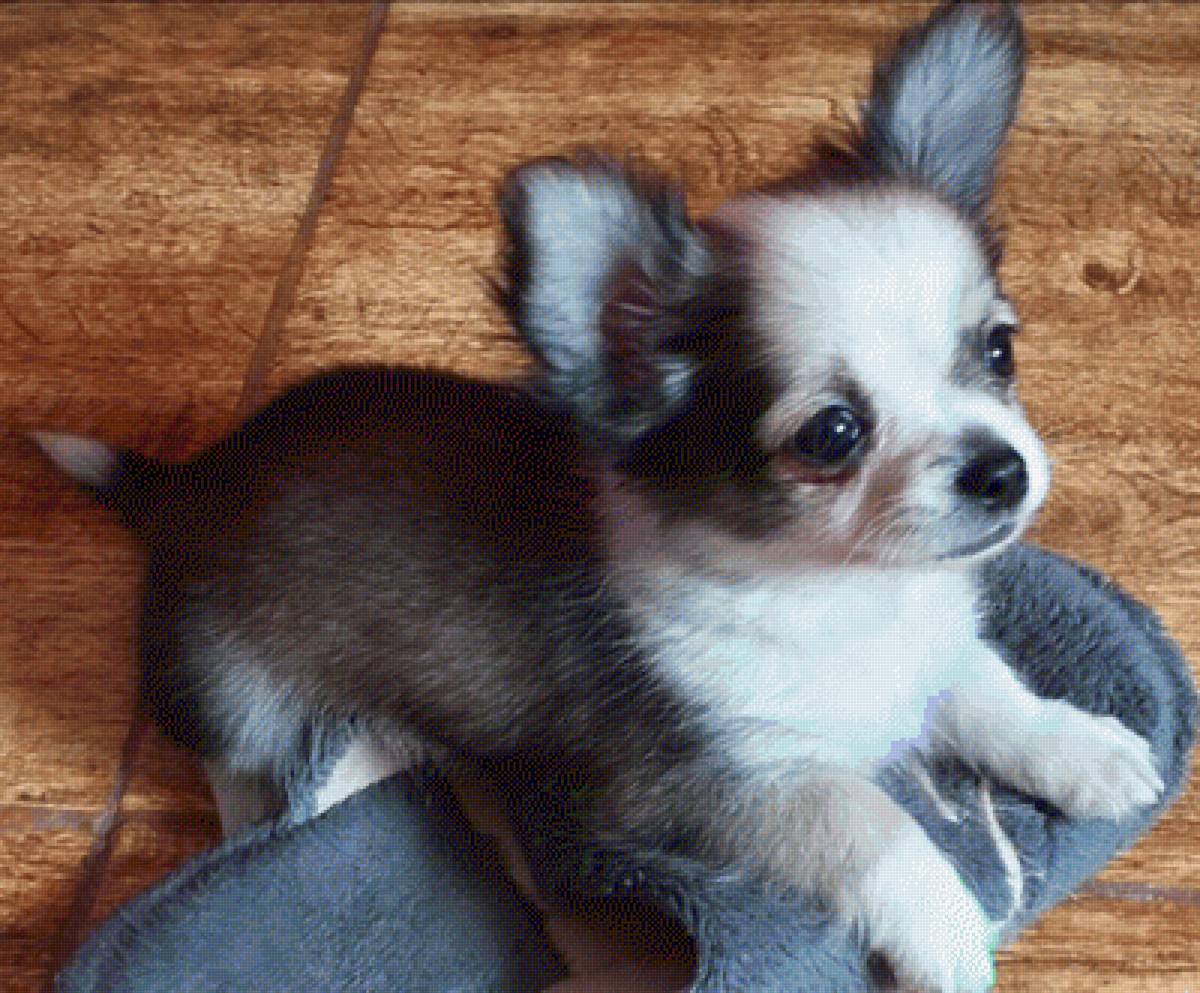 Bilbo 400x391 dmc con capuchas - perro - предпросмотр