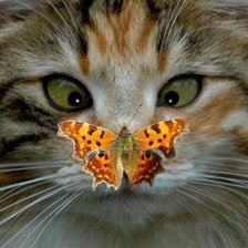 Схема вышивки «№2135344»