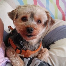 Схема вышивки «Erika»