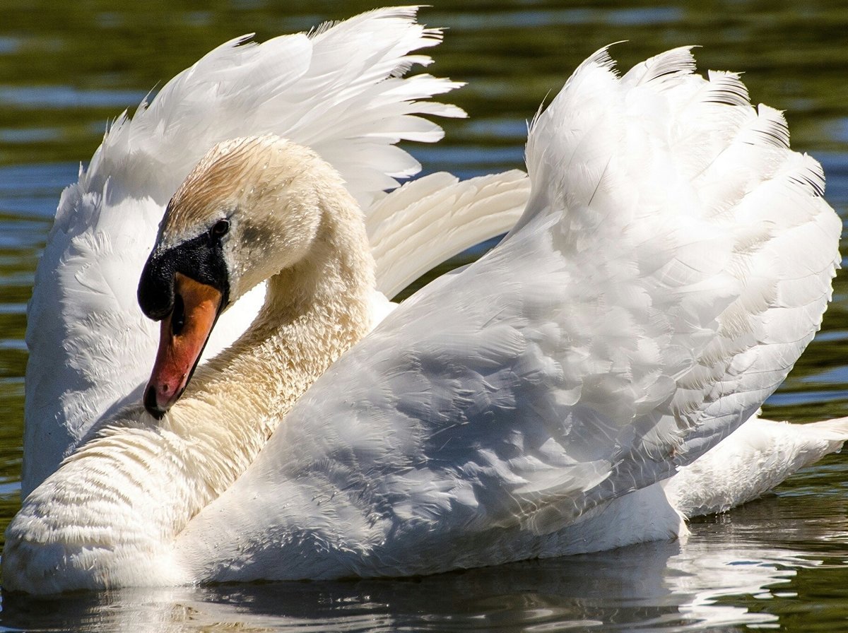 Лебедь - оригинал