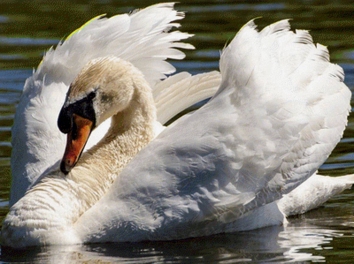 Лебедь - предпросмотр