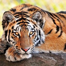 Схема вышивки «тигр»