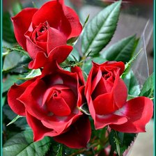 Схема вышивки «Букет красных роз»