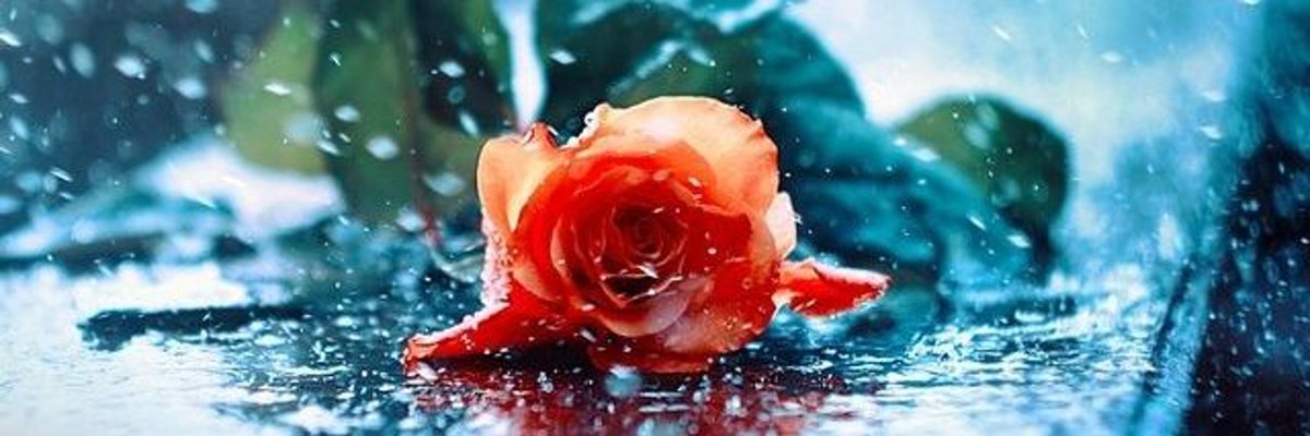 Розочка - цветы, роза - оригинал