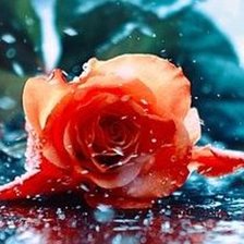 Схема вышивки «Розочка»