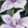 Предпросмотр схемы вышивки «Клематисы» (№2136974)